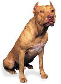 American PTBULL Terrier Kpeim.com