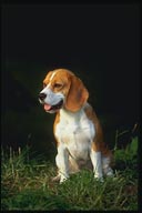 beagle Kpeim.com