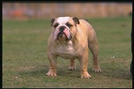 English Bulldog Kpeim.com
